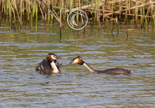 Great Crested Grebes with Young  DM1724
